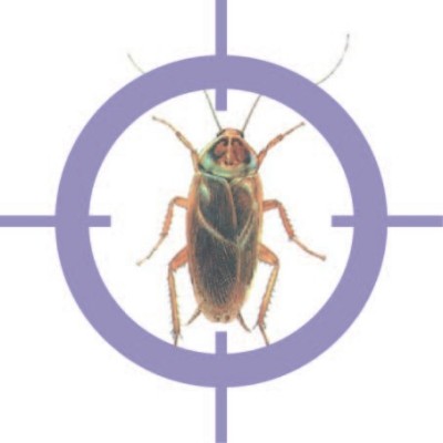 Cockroach Control Services