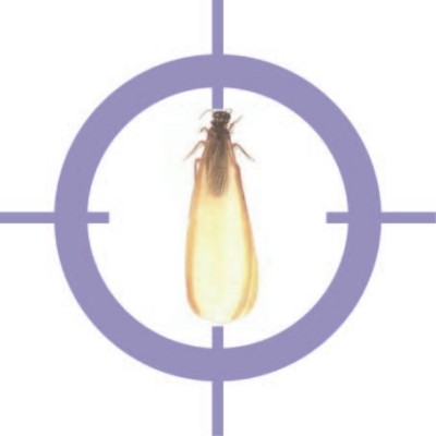 Termite Control Services